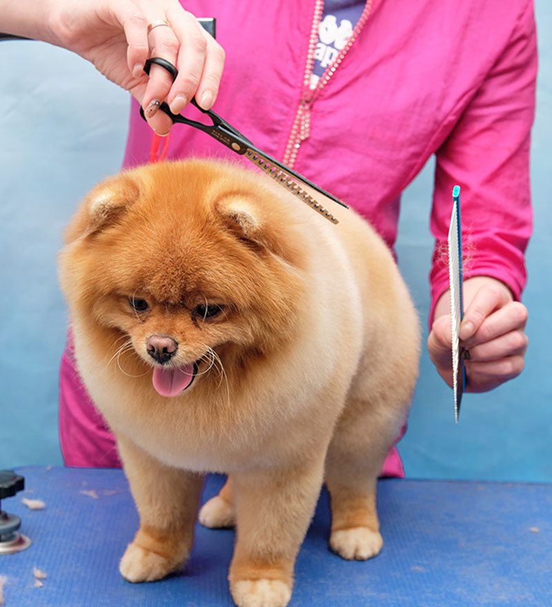 pomeranian dog grooming